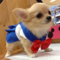 /album/fotogaleria-perritos/imagenes-de-perritos-chihuahuenos-animados-12-jpg/