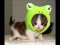 /album/fotogaleria-gatitos/hqdefault-jpg/