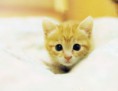 /album/fotogaleria-gatitos/cute-animal-pictures-7-jpg/