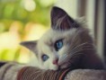 /album/fotogaleria-gatitos/gato-triste-5-jpg/