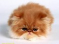 /album/fotogaleria-gatitos/perritos-vs-gatitos-752080-jpg/