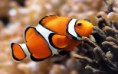 /album/fotogaleria-peces/animales-peces-pez-payaso-jpg/