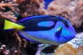 /album/fotogaleria-peces/pez-azul-jpg/
